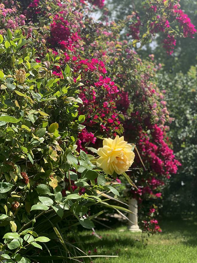 lush-garden-roses