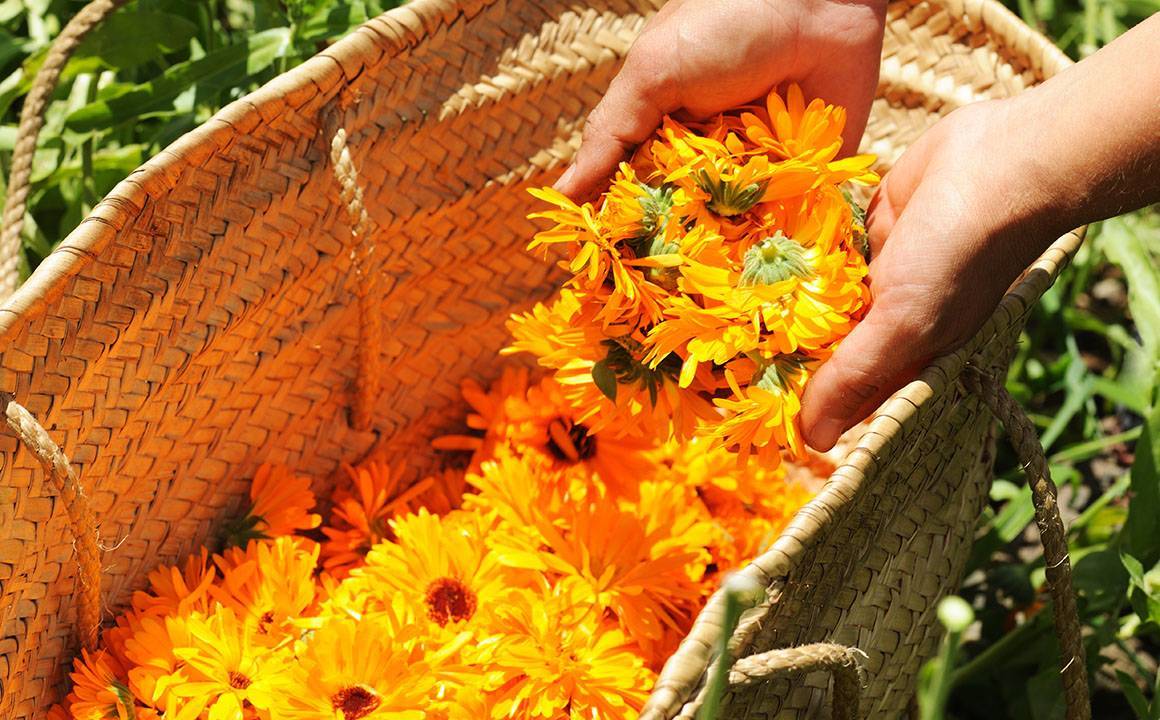The Power of Calendula: Unleashing the Magic for Your Skin