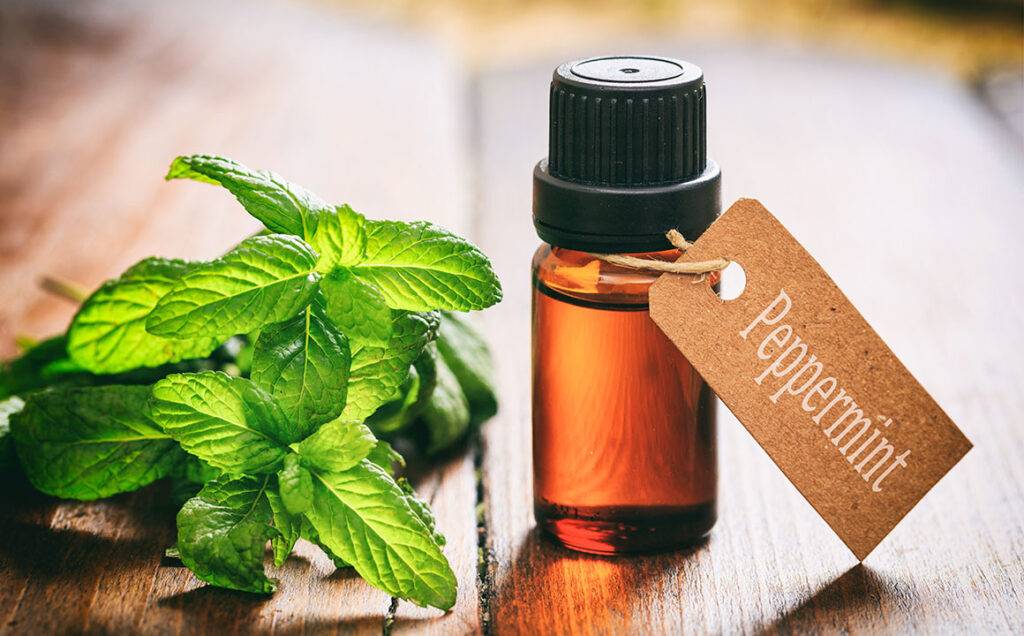 herbs-leaves-oil-skincare