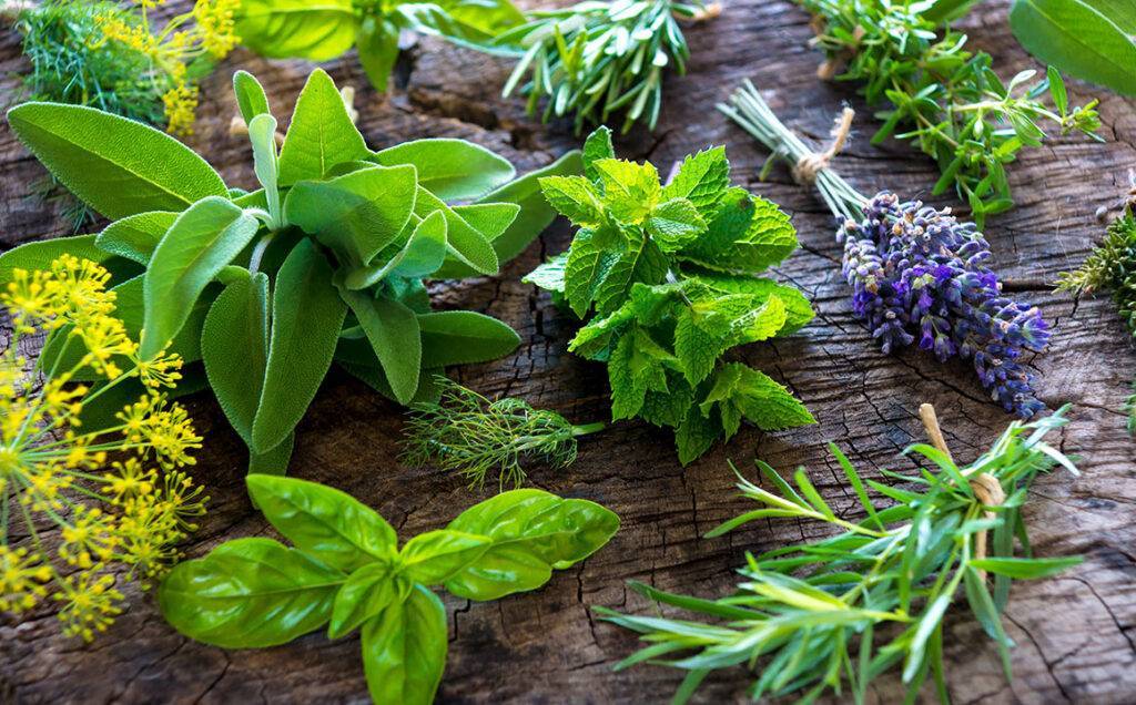 nature-herbs-healing