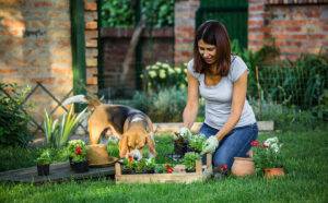brunette-gardening-dog-planting-flowers