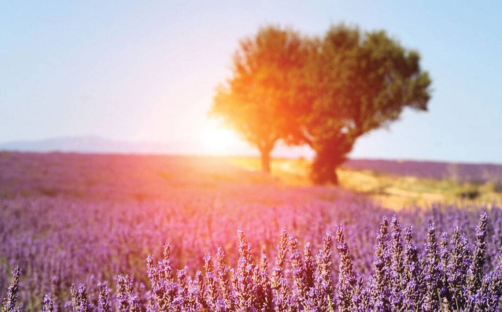 sunset-lavender-tree