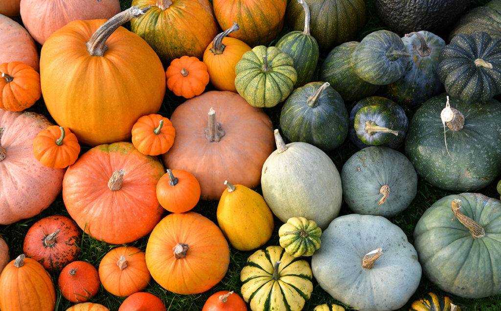 colorful-pumpkin-season