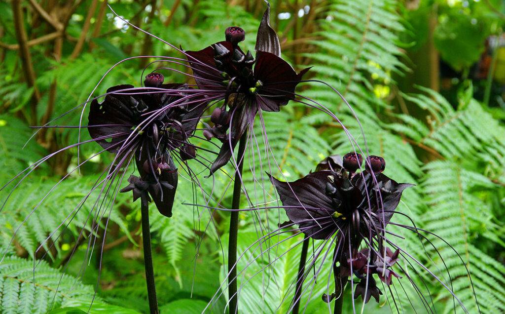 bat-orchid