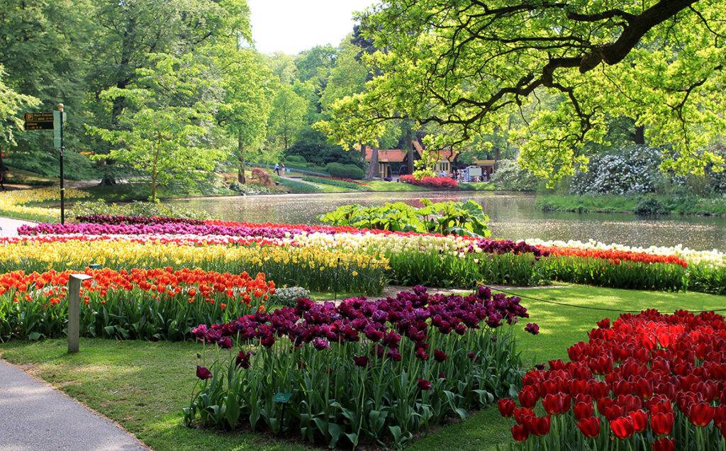 tulips-pond