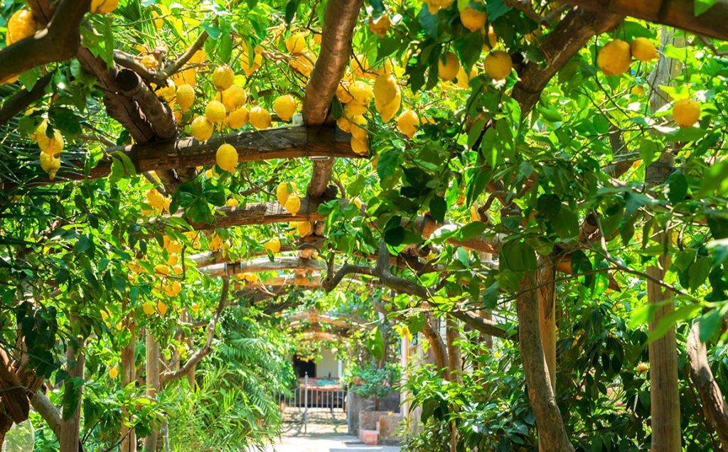 Fruits-Lemon-garden