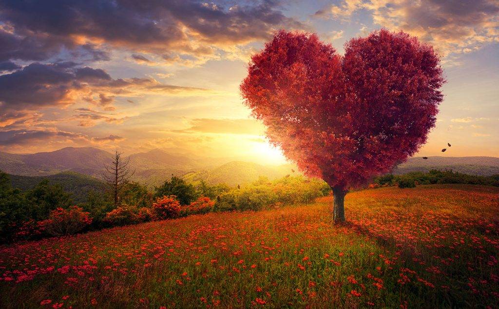 heart-tree-sunset-nature