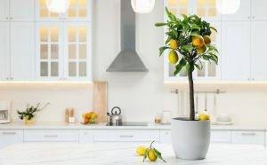 Potted-lemon-tree-ripe fruits-on-kitchen-countertop