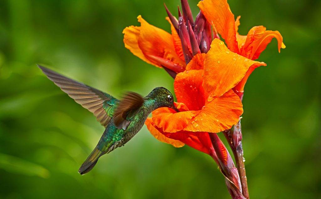 Talamanca-hummingbird-Eugenes-spectabilis