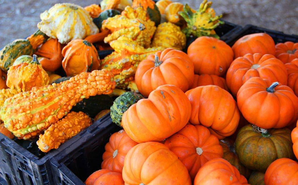 pumpkins-harvesting-vegetables