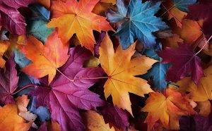 maple-leaves