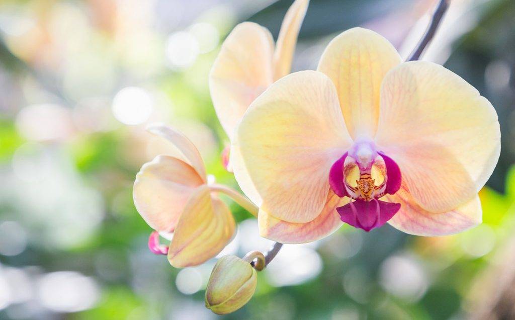 orchids-yellow-pink-flower